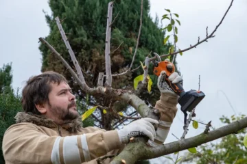 élagage des arbres